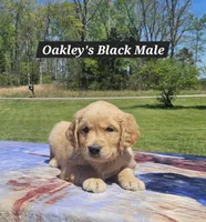 Oakley’s Black - Male, a male Golden Retriever for sale in Dickson, TN – Photo 4 of 8