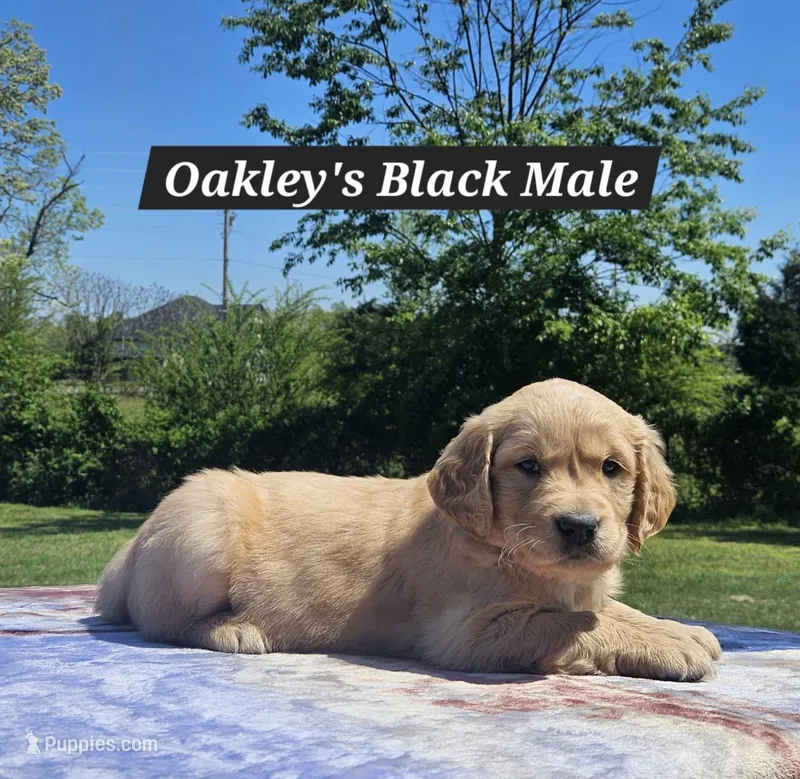 Oakley’s Black - Male – Golden Retriever puppy on hold in Dickson, TN