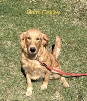 Oakley’s Black - Male, a male Golden Retriever for sale in Dickson, TN – Photo 5 of 8