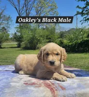 Oakley’s Black - Male, a male Golden Retriever for sale in Dickson, TN – Photo 3 of 8