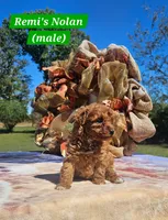 Nolan, a male Poodle - Toy  for sale in Dickson, TN – 5 of 10