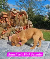 Banshee’s Pink Female, a female Golden Retriever for sale in Dickson, TN – 2 of 10
