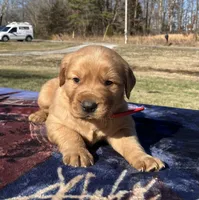 Bronze - male, a male Golden Retriever for sale in Dickson, TN – Photo 1 of 9