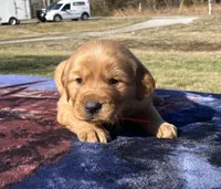 Bronze - male, a male Golden Retriever for sale in Dickson, TN – Photo 2 of 9