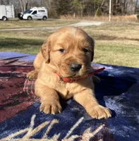 Bronze - male, a male Golden Retriever for sale in Dickson, TN – Photo 5 of 9