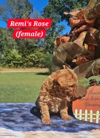 Rose, a female Poodle - Toy  for sale in Dickson, TN – 3 of 10