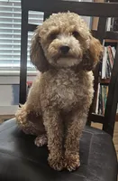 Nolan, a male Poodle - Toy  for sale in Dickson, TN – 10 of 10