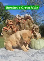 Banshee’s Green Male, a female Golden Retriever for sale in Dickson, TN – 2 of 10