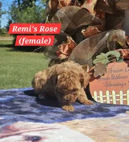 Rose, a female Poodle - Toy  for sale in Dickson, TN – 6 of 10