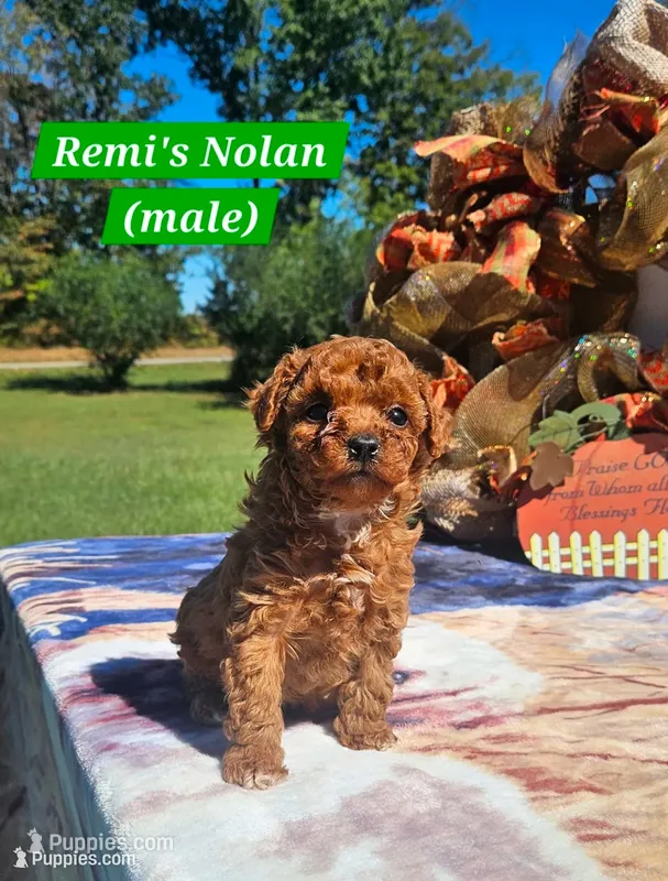 Nolan – Poodle - Toy  puppy for sale in Dickson, TN
