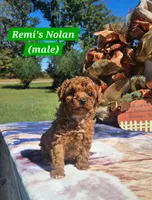 Nolan, a male Poodle - Toy  for sale in Dickson, TN – 7 of 10