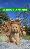 Banshee’s Green Male, a female Golden Retriever for sale in Dickson, TN – 5 of 10