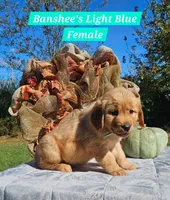 Banshee’s Light Blue Female, a female Golden Retriever for sale in Dickson, TN – 2 of 10