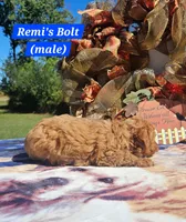 Bolt, a male Poodle - Toy  for sale in Dickson, TN – 3 of 10