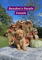 Banshee’s Purple Female, a female Golden Retriever for sale in Dickson, TN – 8 of 10