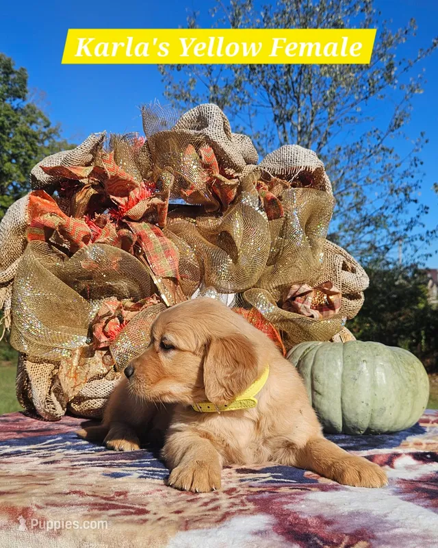 Karla’s Yellow Female – Golden Retriever puppy for sale in Dickson, TN