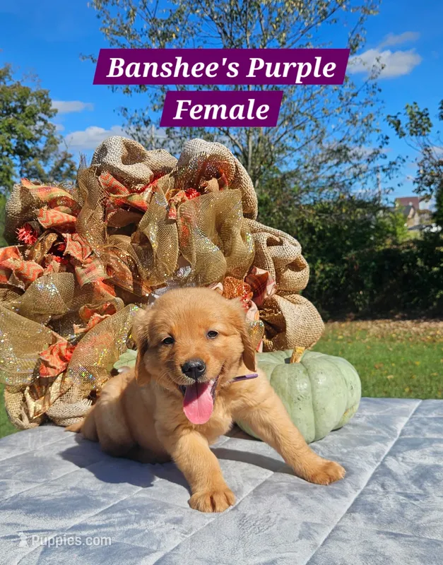 Banshee’s Purple, Female – Golden Retriever puppy on hold in Dickson, TN