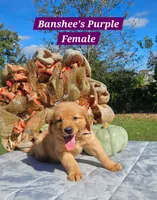 Banshee’s Purple Female, a female Golden Retriever for sale in Dickson, TN – 5 of 10
