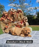 Banshee’s Black Male, a male Golden Retriever for sale in Dickson, TN – 3 of 10