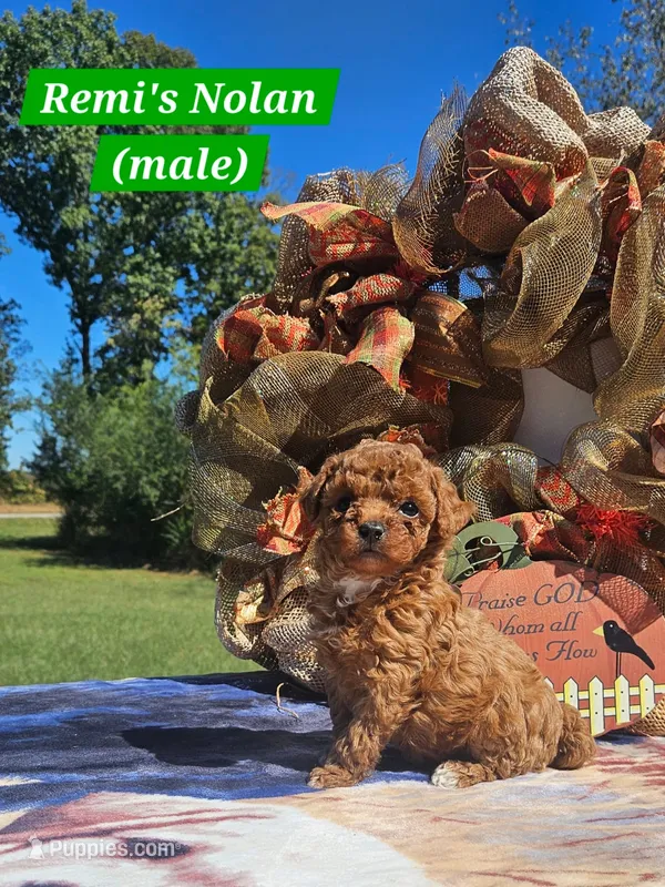 Nolan – Poodle - Toy  puppy for sale in Dickson, TN