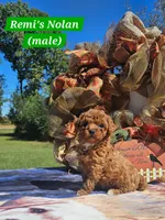 Nolan, a male Poodle - Toy  for sale in Dickson, TN – 1 of 10