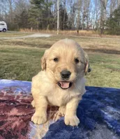 Tan collar, a female Golden Retriever for sale in Dickson, TN – Photo 4 of 9