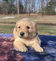 Tan collar, a female Golden Retriever for sale in Dickson, TN – Photo 3 of 9