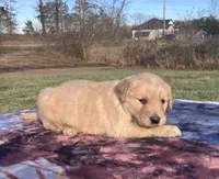 Tan collar, a female Golden Retriever for sale in Dickson, TN – Photo 5 of 9