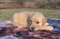 Tan collar, a female Golden Retriever for sale in Dickson, TN – Photo 1 of 9