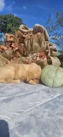 Banshee’s Green Male, a female Golden Retriever for sale in Dickson, TN – 8 of 10