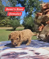 Rose, a female Poodle - Toy  for sale in Dickson, TN – 4 of 10