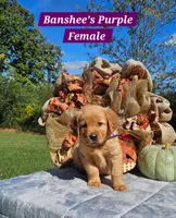 Banshee’s Purple Female, a female Golden Retriever for sale in Dickson, TN – 7 of 10