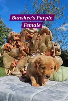 Banshee’s Purple Female, a female Golden Retriever for sale in Dickson, TN – 3 of 10
