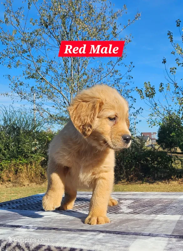 Karla’s Red Male – Golden Retriever puppy for sale in Dickson, TN