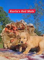 Karla’s Red Male, a male Golden Retriever for sale in Dickson, TN – 4 of 9