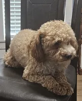 Rose, a female Poodle - Toy  for sale in Dickson, TN – 7 of 10