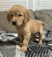 Orange collar - female, a female Golden Retriever for sale in Dickson, TN – Photo 2 of 10