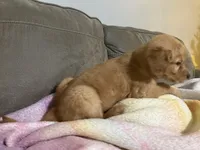 Orange collar - female, a female Golden Retriever for sale in Dickson, TN – Photo 6 of 10