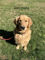 Orange collar - female, a female Golden Retriever for sale in Dickson, TN – Photo 8 of 10