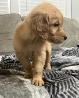 Orange collar - female, a female Golden Retriever for sale in Dickson, TN – Photo 5 of 10