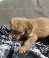 Orange collar - female, a female Golden Retriever for sale in Dickson, TN – Photo 3 of 10