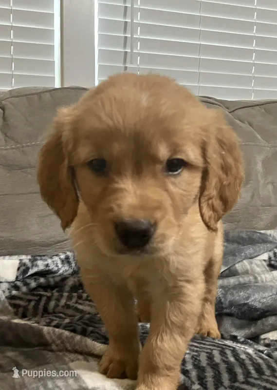 Orange collar - female – Golden Retriever puppy for sale in Dickson, TN