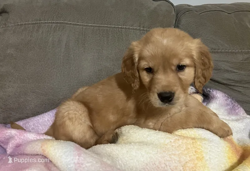 Orange collar - female – Golden Retriever puppy for sale in Dickson, TN