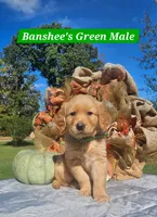 Banshee’s Green Male, a female Golden Retriever for sale in Dickson, TN – 3 of 10