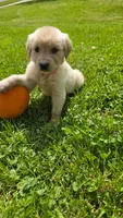 Light pink , a female Golden Retriever for sale in Mason, OH – 3 of 5