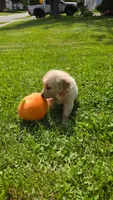 Light pink , a female Golden Retriever for sale in Mason, OH – 2 of 5