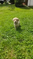 Teal , a female Golden Retriever for sale in Mason, OH – 3 of 5