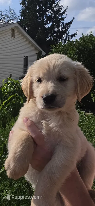 Orange  – Golden Retriever puppy for sale in Mason, OH