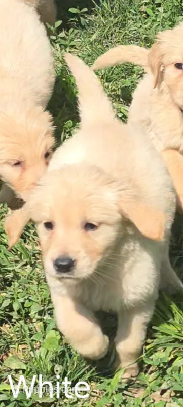 White, a female Golden Retriever for sale in Mason, OH – 1 of 3