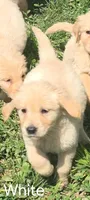 White, a female Golden Retriever for sale in Mason, OH – 1 of 3